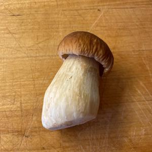 King Bolete