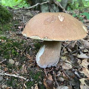 King Bolete