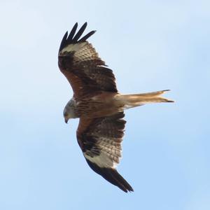 Red Kite