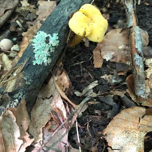 Chanterelle, Common