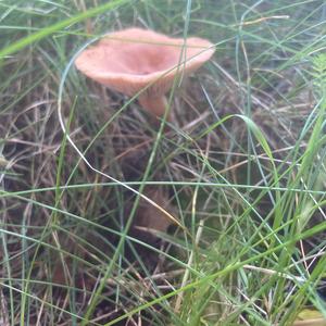 Unknown Species