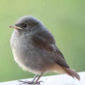 Black Redstart