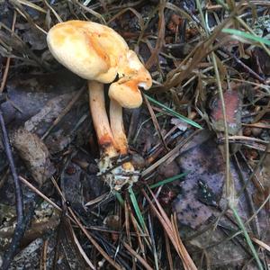 False Chanterelle