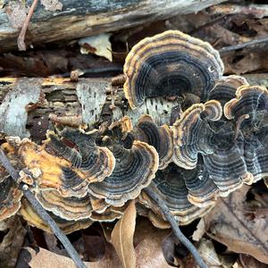 Turkey-tail