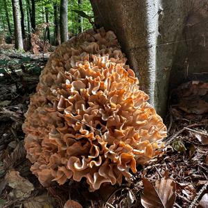 Rooting Cauliflower Mushroom