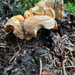 Confluent Polypore