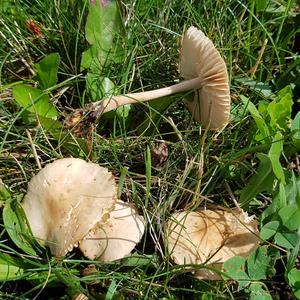 Fairy Ring Mushroom