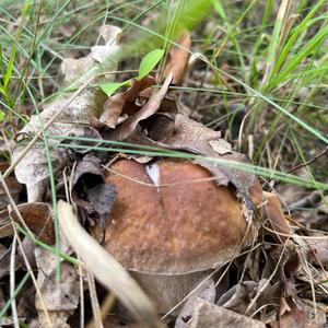 Summer Bolete