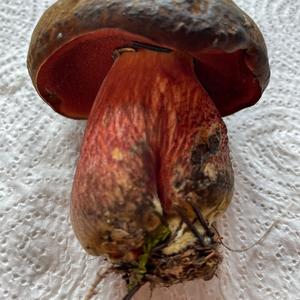 Lurid Bolete