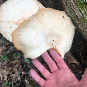 Oyster Mushroom