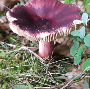 Stachelbeer-Täubling