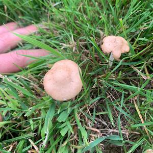 Fairy Ring Mushroom