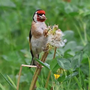 European Goldfinch