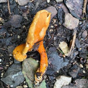 False Chanterelle