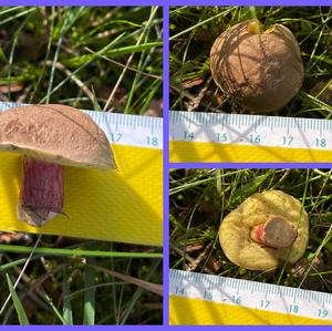 Red-cracked Bolete