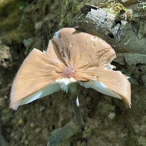 Fawn Mushroom