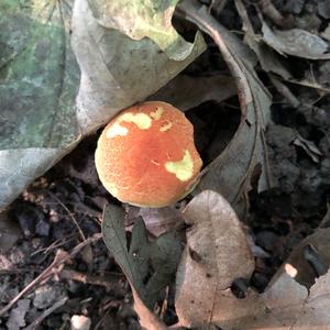 Red-cracked Bolete