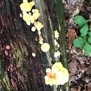 Chicken Mushroom