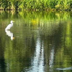 Great Egret