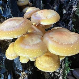 Changing Pholiota