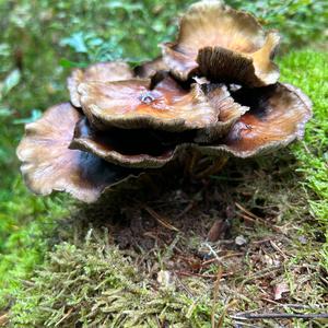 Unknown Species