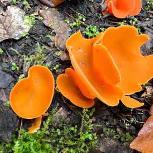 Orange Peel Fungus