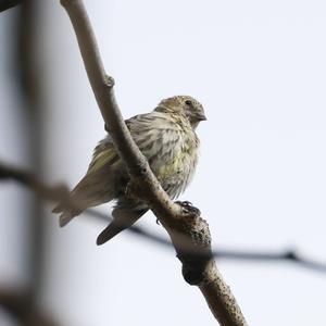 Eurasian Siskin