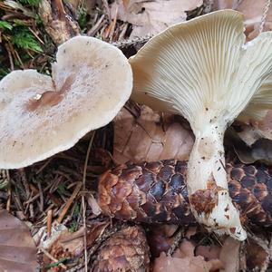 Fat-footed Clitocybe