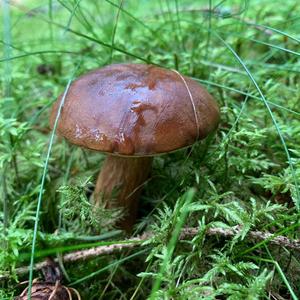 Bay Bolete