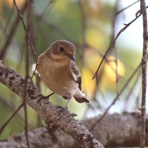 European Pied Flycatcher