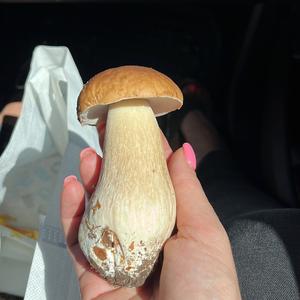 King Bolete