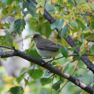 Icterine Warbler