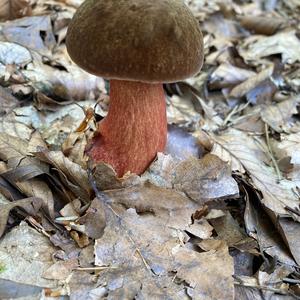 Dotted-stem Bolete