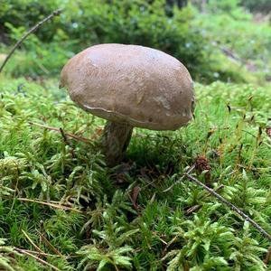 Bitter Bolete