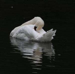 Mute Swan