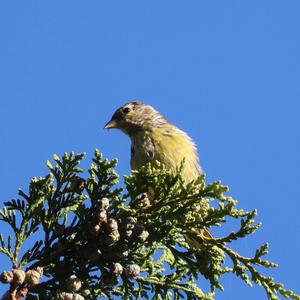 Eurasian Siskin