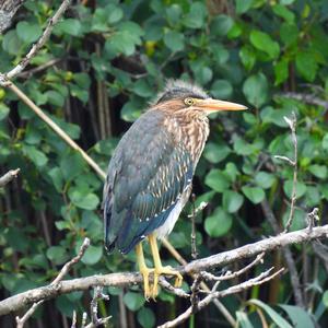 Green Heron