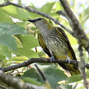 Eurasian Golden Oriole