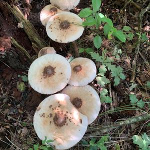 Parasol Mushroom