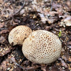 Pigskin Poison Puffball