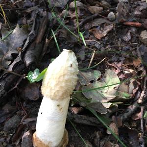 Stinkhorn, Common