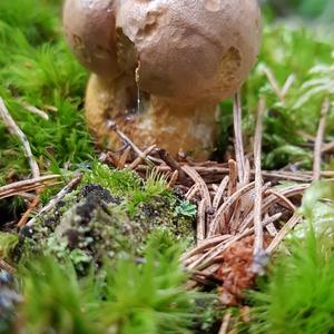 Bitter Bolete