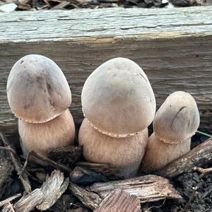 Garden Parasol