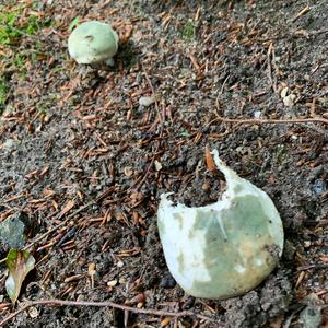 Cracked Green Russula