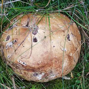 Giant Puffball