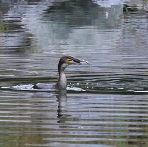 Great Cormorant