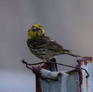 European Serin