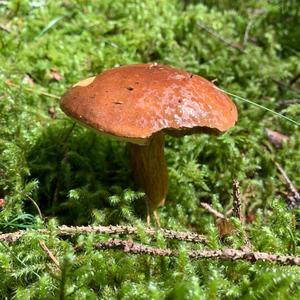 Bay Bolete