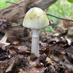 Destroying Angel