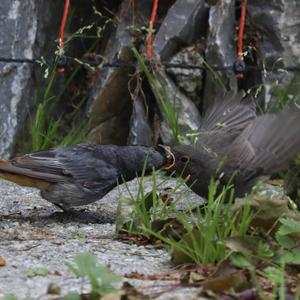 Black Redstart